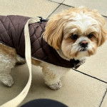 Un Shih Tzu au pelage bicolore, portant un manteau pour chien et qui est tenu en laisse 