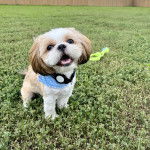 Un Shih Tzu au pelage bicolore , assis sur un terrain herbeux, portant un collier et un foulard bleu autour du cou 