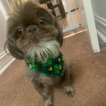 Un Shih Tzu au pelage bicolore, assis sur une moquette et portant un foulard au cou