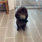 Un Shih Tzu au pelage bicolore, assis sur un sol carrelé et portant un foulard au cou