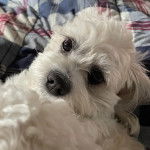 Un Shih Tzu au pelage blanc, allongé sur un lit et regardant la caméra 