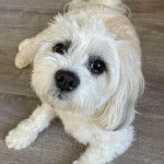 Un Shih Tzu au pelage bicolore, allongé sur un sol carrelé et regardant la caméra