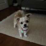 Un Shih Tzu au pelage bicolore, debout sur un tapis et portant un collier autour du cou