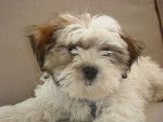 Hank - Shih Tzu M&acirc;le (4 mois)