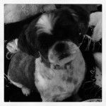 Baby - Shih Tzu (5 ans)