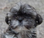 bébé - Shih Tzu Mâle (2 mois)