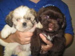 Aurora and Snickers - Shih Tzu M&acirc;le (5 mois)
