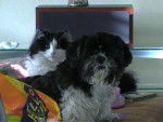 naska et cola - Shih Tzu (14 ans)