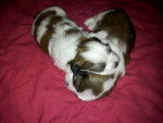 buster and toby - Shih Tzu Mâle (1 mois)