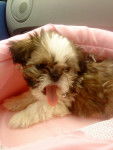 Chloe - Shih Tzu (2 mois)
