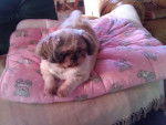 T'Shelly alias Boudin - Shih Tzu (10 ans)
