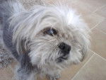 Chloe - Shih Tzu (15 ans)
