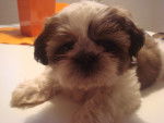 Bruna - Shih Tzu (4 mois)