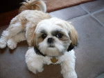 Tara - Shih Tzu (11 ans)