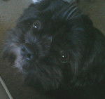 Leo - Shih Tzu M&acirc;le (5 ans)