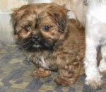 sammy - Shih Tzu Mâle (4 mois)