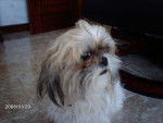 cati - Shih Tzu (3 mois)