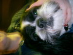 k - Shih Tzu (2 mois)
