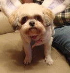 misty - Shih Tzu (1 mois)