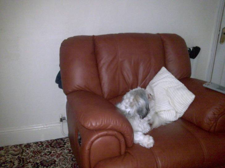 Suki - Shih Tzu (1 an)
