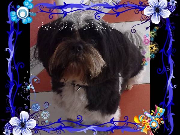 Aslan - Shih Tzu Mâle (3 ans)
