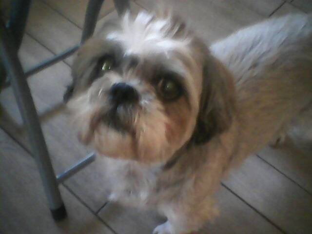 Nounous - Shih Tzu Mâle (13 ans)