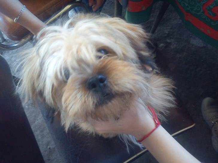 Nikito - Shih Tzu Mâle (1 an)
