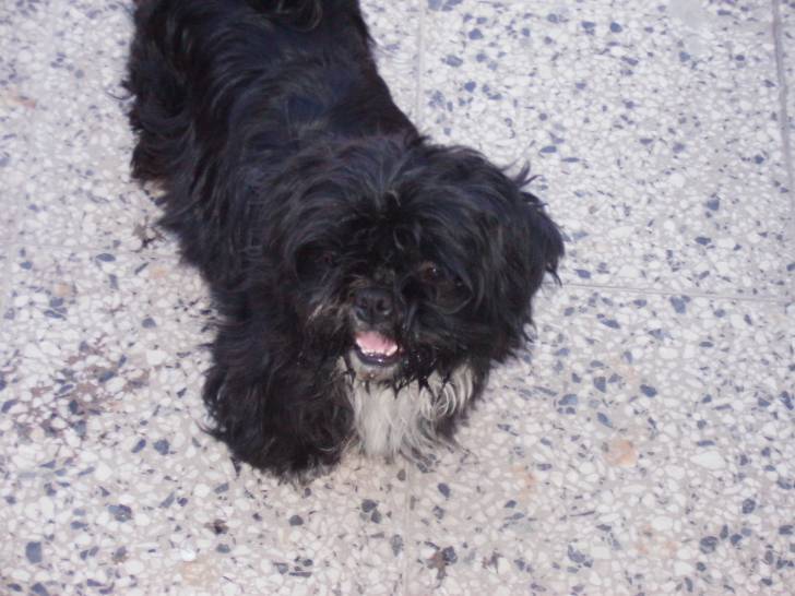 carola hermosa - Shih Tzu (5 ans)