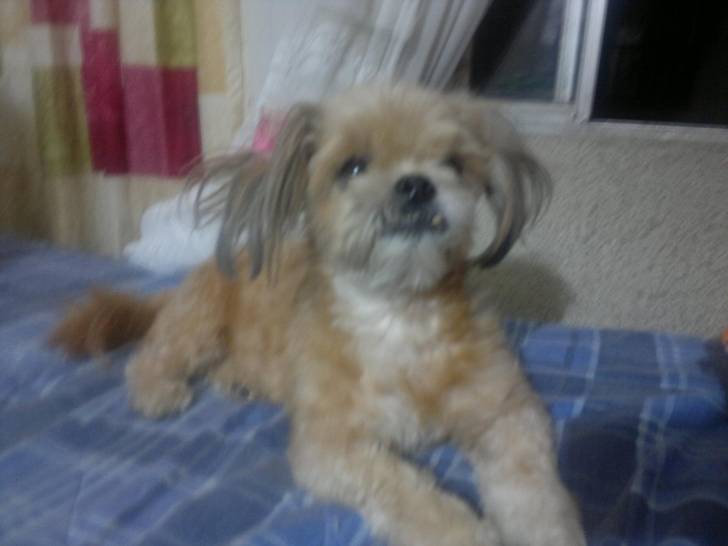 Natasha - Shih Tzu (8 ans)