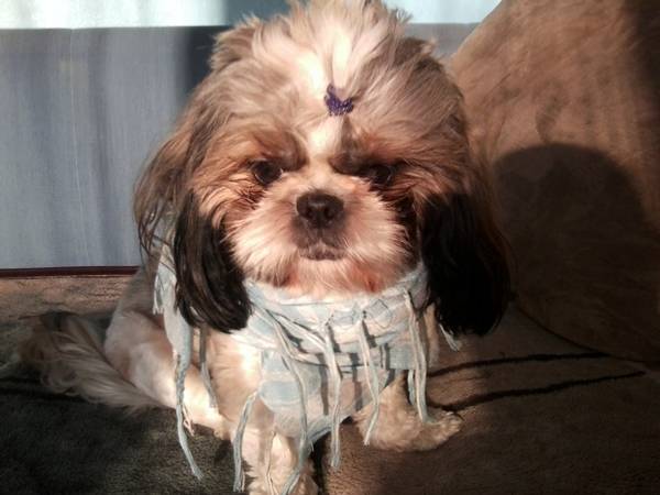 Psotka - Shih Tzu (2 ans)