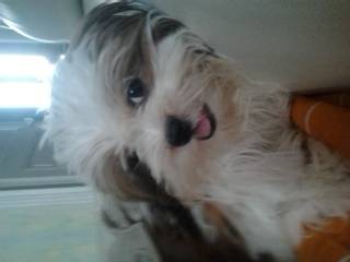 Fanta - Shih Tzu (6 mois)