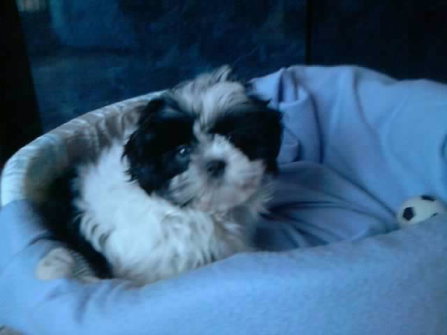Elliot - Shih Tzu Mâle (2 ans)