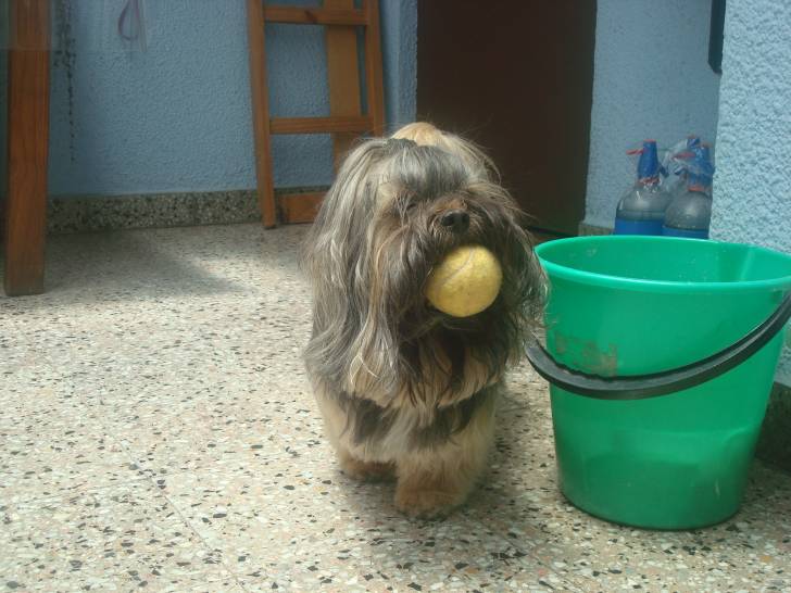 Tomas - Shih Tzu Mâle (7 ans)