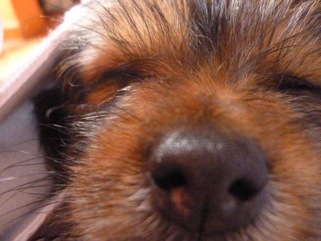 kina - Shih Tzu (1 an)