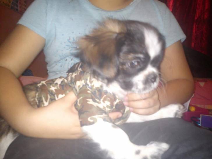 BROWN SUGAR - Shih Tzu Mâle (2 ans)