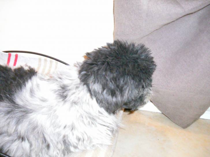 Patouf - Shih Tzu Mâle (14 ans)