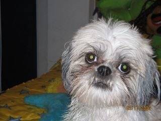 sindy - Shih Tzu (8 ans)