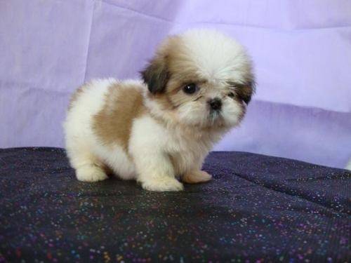 baby shitzhu - Shih Tzu (1 mois)