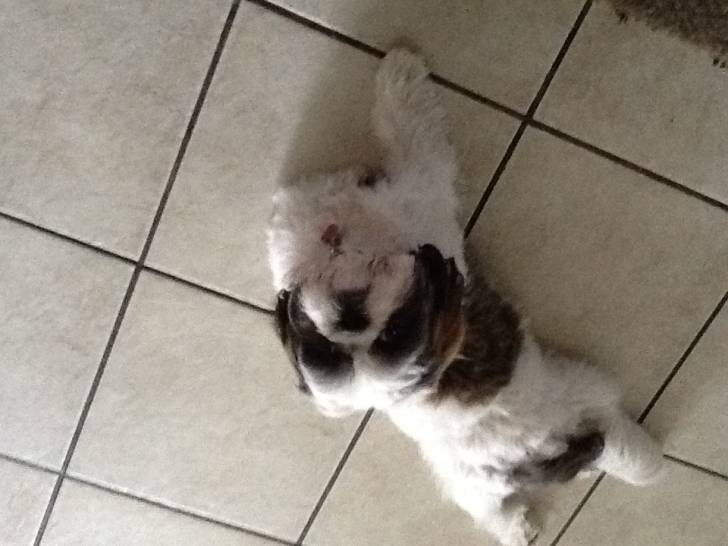 Spotty - Shih Tzu (11 mois)