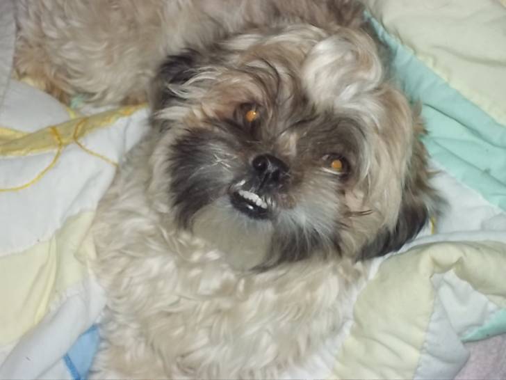 Mopsy - Shih Tzu (10 mois)