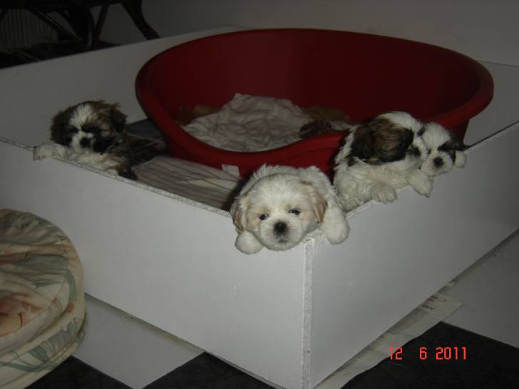 My Bff's puppies - Shih Tzu (1 mois)