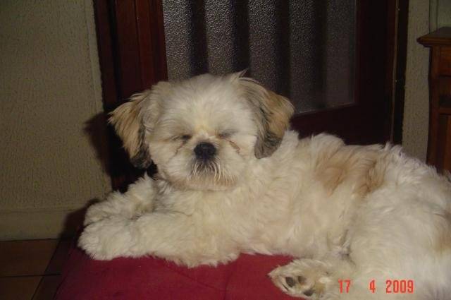 SHIH-TZU Mario - Shih Tzu