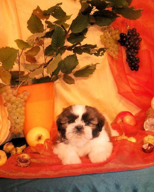 Chiot Shih Tzu des Poupons Frisés - Shih Tzu