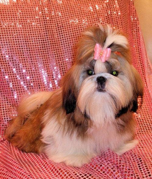 Cacharel des Poupons Frisés - Shih Tzu