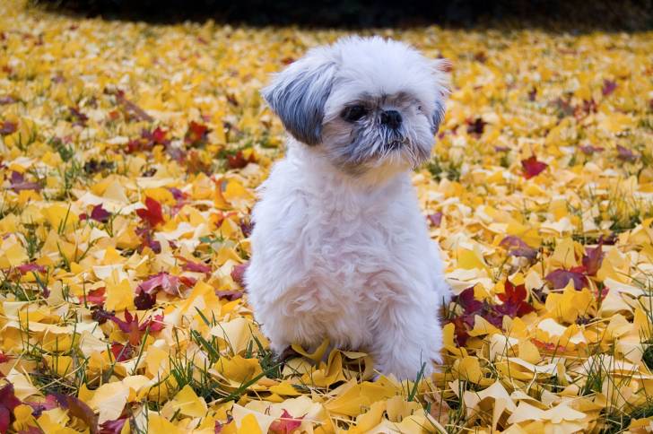 Un Shih Tzu assis sur des fleurs d'automne
