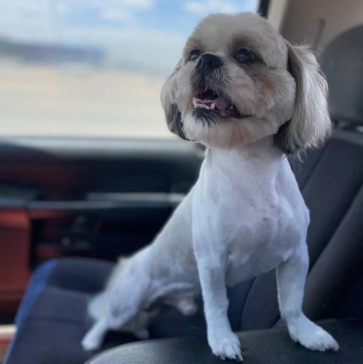 Un Shih Tzu au pelage bicolore, debout sur le siège d'une voiture et ayant la gueule ouverte 