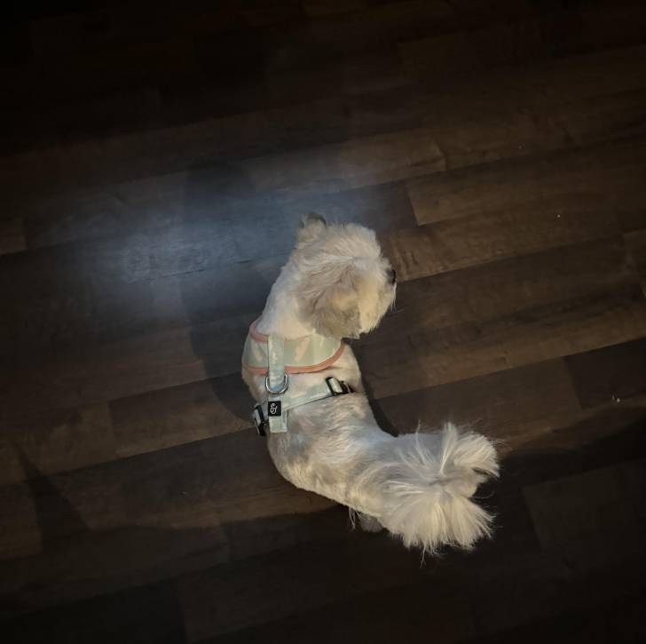 Un Shih Tzu au pelage bicolore, debout sur un plancher en bois et portant un harnais 