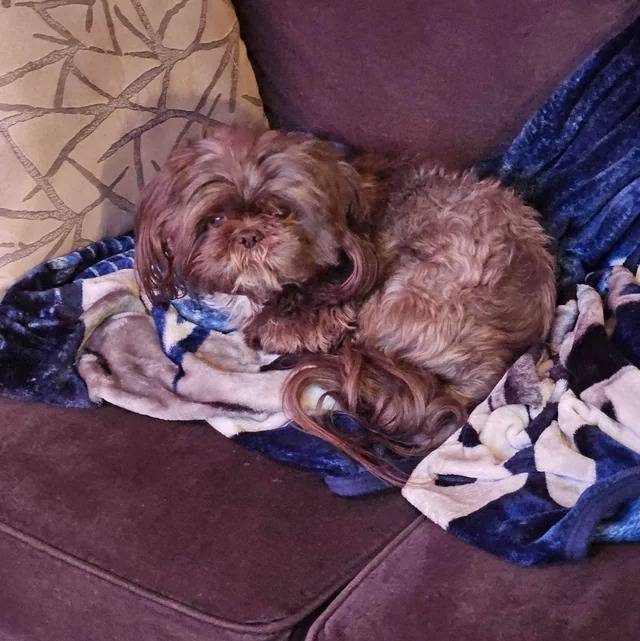 Un Shih Tzu au pelage bicolore , allongé dans un canapé et regardant la caméra 