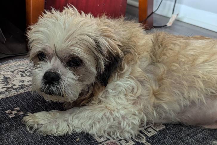 Un Shih Tzu allongé sur un tapis et regardant vers la caméra 