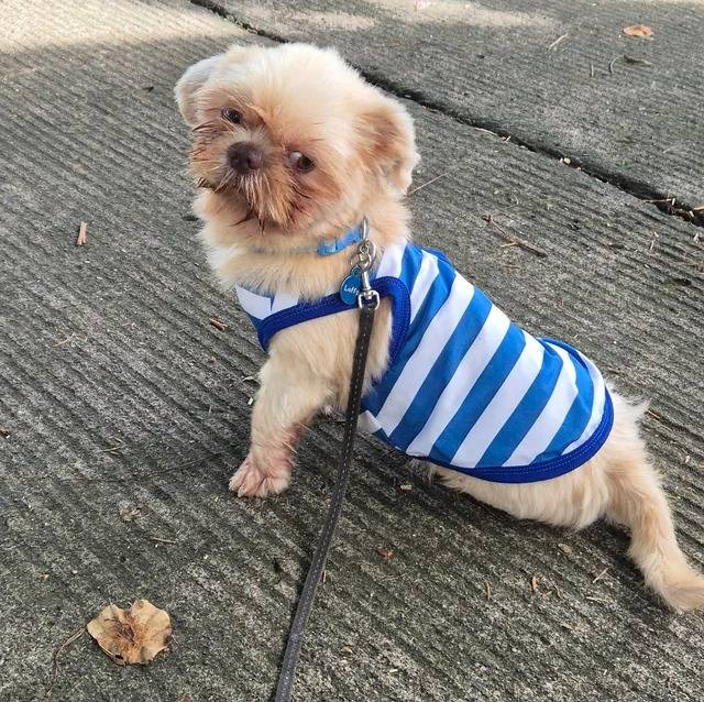 Un Shih Tzu au pelage bicolore assis, portant un habit à raillures bleu  et blanches et qui est tenu en laisse        
